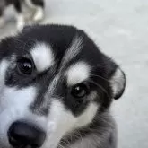 シベリアンハスキー【静岡県・女の子・2024年8月13日・ブラックホワイト】の写真1