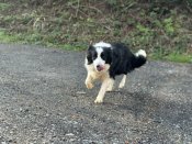 ボーダーコリー【・女の子・2021年9月30日・ブラック&ホワイト】「ボーダーコリーのイメージ通りのボーダーです。」