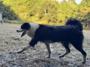 ボーダーコリー【・女の子・2022年12月14日・ブラックアンドホワイト】