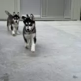 シベリアンハスキー【静岡県・女の子・2024年8月13日・ブラックホワイト】の写真4「右の子です。」