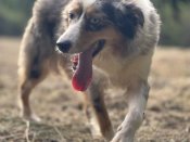 オーストラリアン・シェパード【・女の子・2023年10月4日・その他 毛色(犬)】