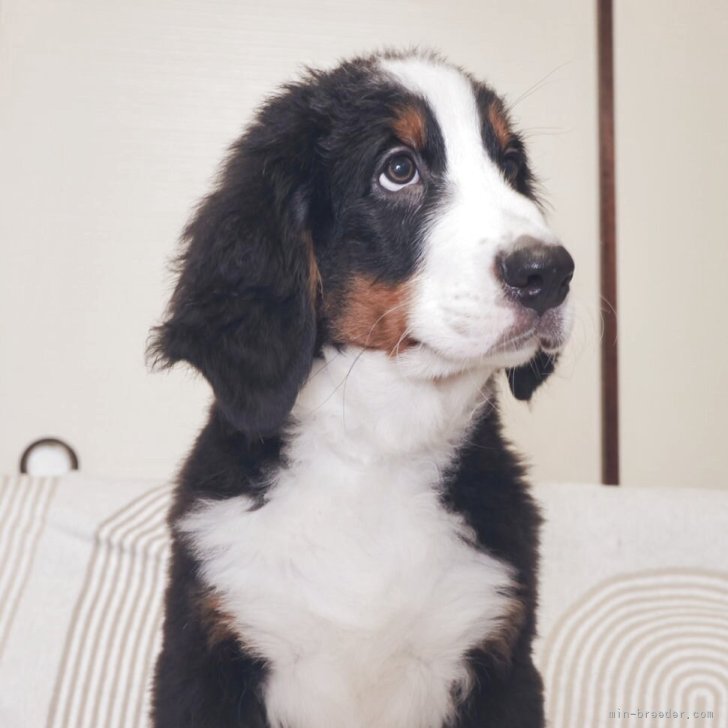 ブリーダー画像