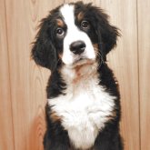 バーニーズ・マウンテン・ドッグ