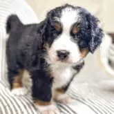 バーニーズ・マウンテン・ドッグ