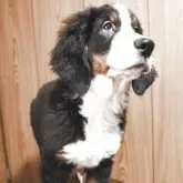 バーニーズ・マウンテン・ドッグ