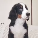 バーニーズ・マウンテン・ドッグ