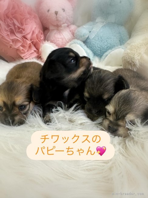 豊田恵美ブリーダーのブログ：近日、販売掲載予定❣️