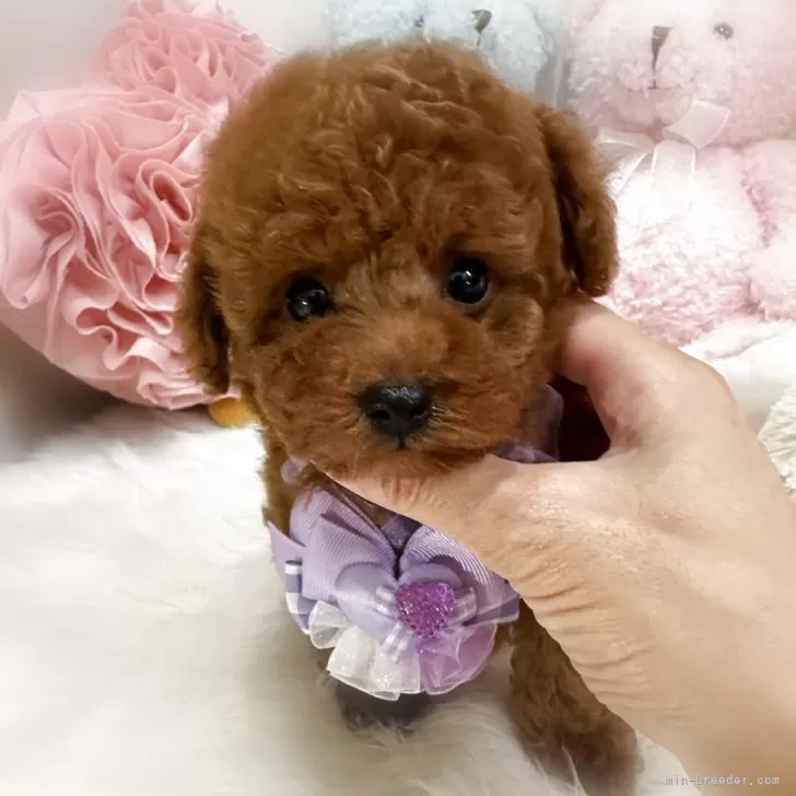 T.A 様のお迎えした子犬