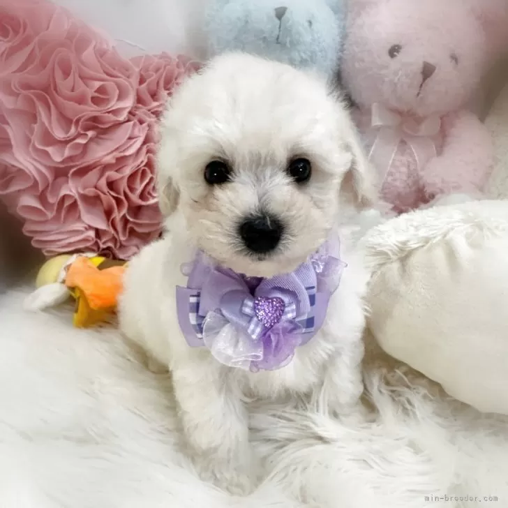 ID:2508-07026の子犬