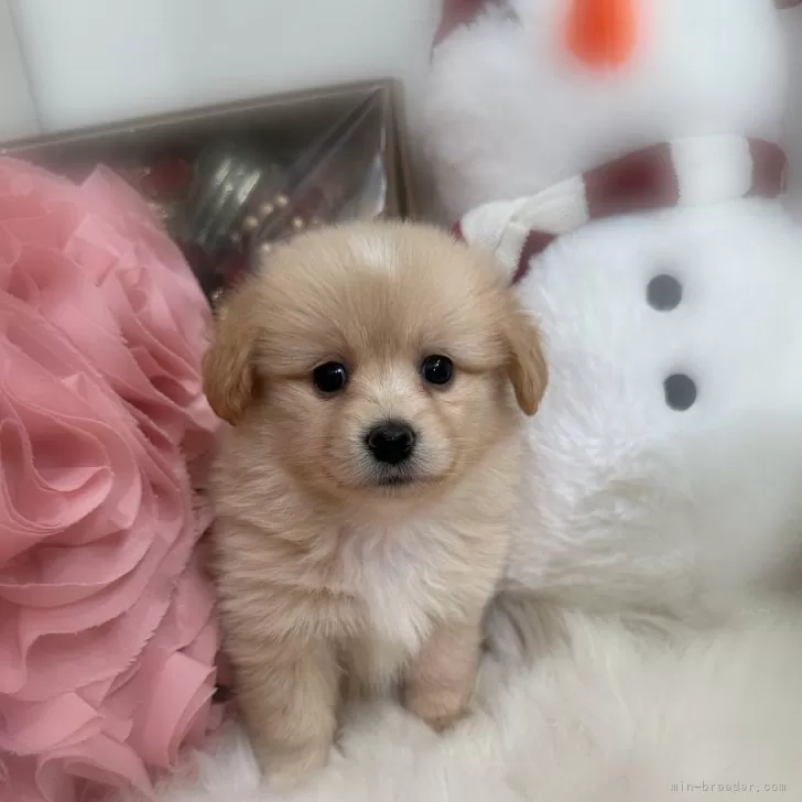 S.O 様のお迎えした子犬