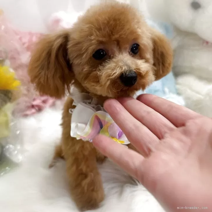 ID:2411-05548の子犬