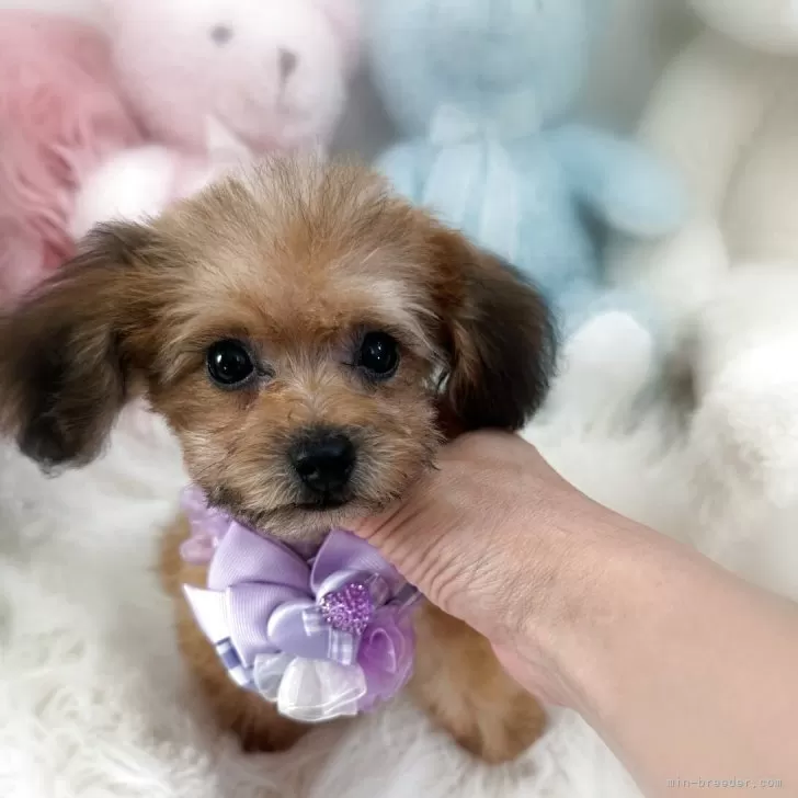 T.M 様のお迎えした子犬