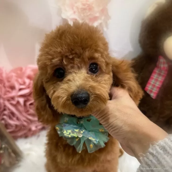 ID:2408-02439の子犬