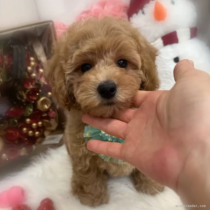 ID：2411-05546の子犬