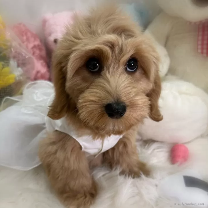 ID:2411-05562の子犬