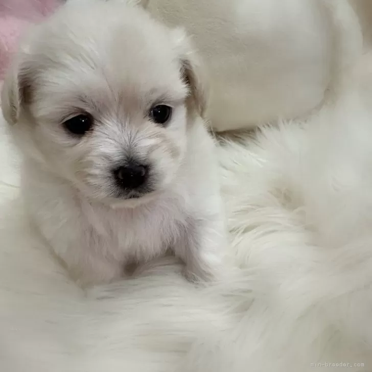 ID:2502-07065の子犬