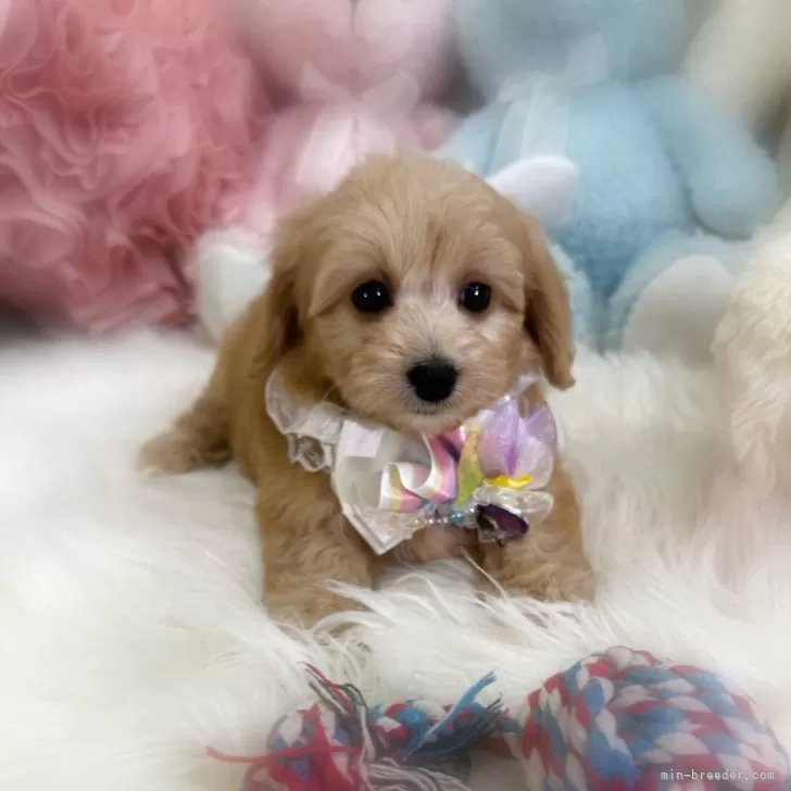 フジ 様のお迎えした子犬