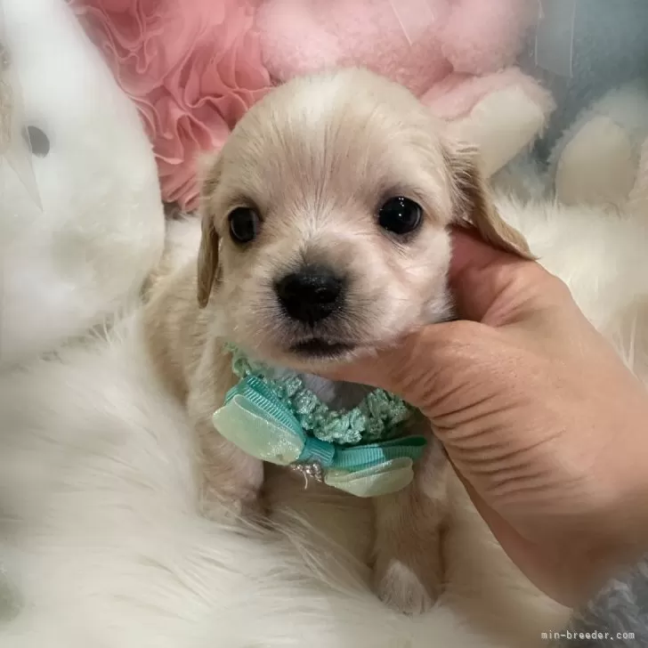 ID：2412-05268の子犬