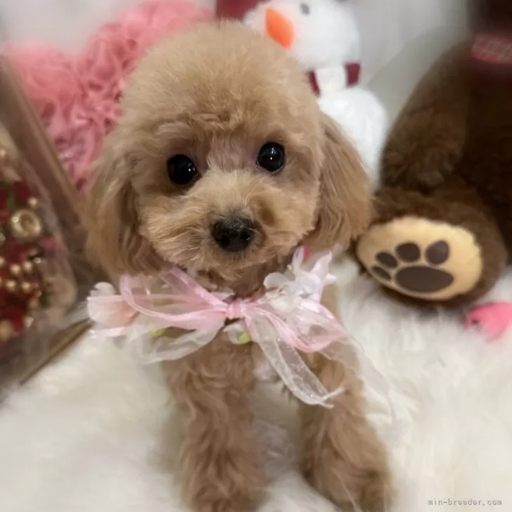 ID:2412-00657の子犬