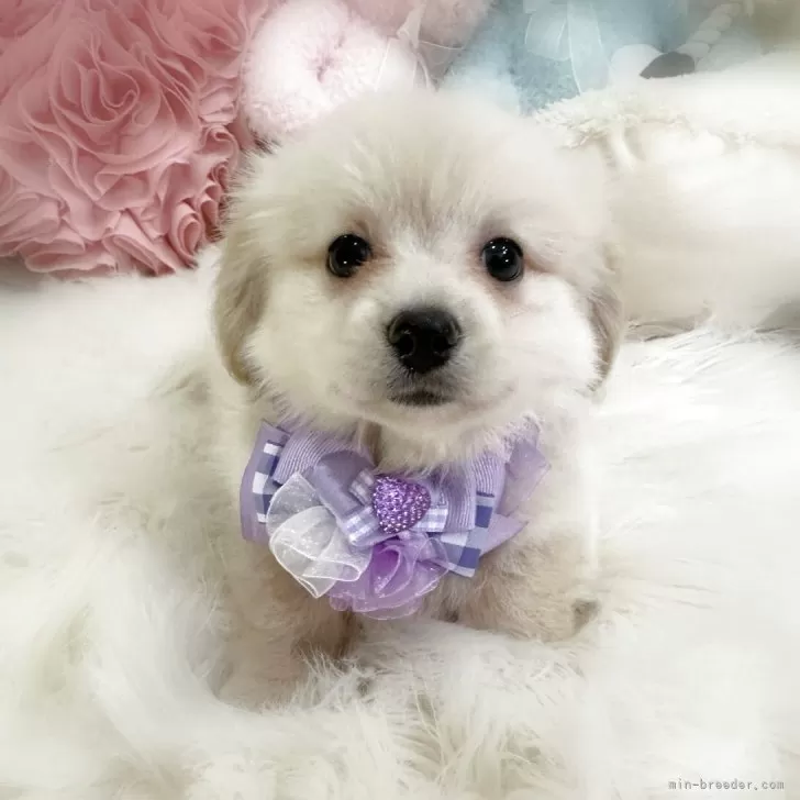 ID：2510-03080の子犬