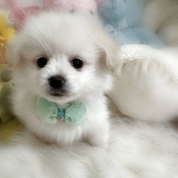 What I was taught by my previous dog. An important family