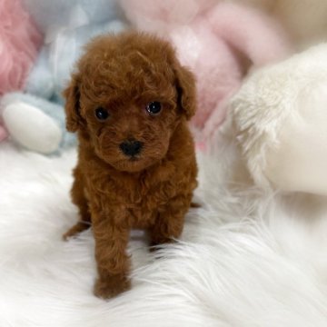 タイニープードル【香川県・女の子・2025年10月8日・レッドフォーン(レッド)】の写真「とっても可愛い女の子💖おトイレ出来てます」