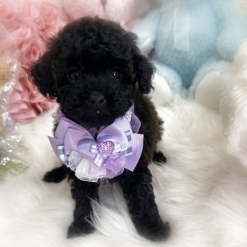 ブラック(黒)のティーカッププードルの子犬を探す｜ブリーダーナビ
