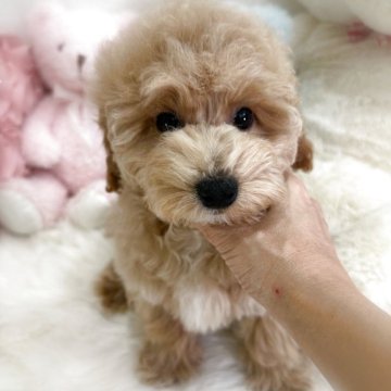 ビションプー(ビションフリーゼ×トイプードル)【香川県・男の子・2025年8月30日・アプリコット】の写真「健診異常無し😊優しいお顔の男の子🩵」