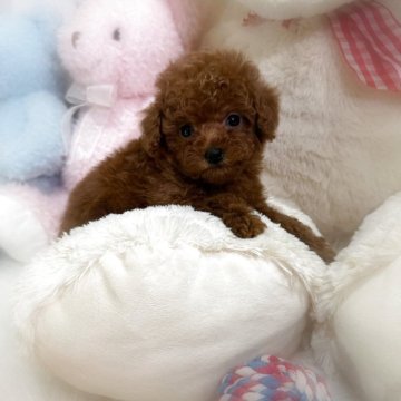 ティーカッププードル【香川県・女の子・2025年10月8日・レッドフォーン(レッド)】の写真「とっても可愛い女の子💖おトイレ出来てます」