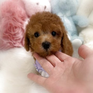 トイプードル(トイ)【香川県・男の子・2025年10月4日・オレンジフォーン(アプリコット)】の写真「健診異常なし🥰とっても可愛いトイプーの男の子🩵」