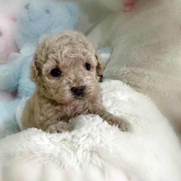 トイプードル(タイニー)【香川県・女の子・2025年11月1日・ペールフォーン(クリーム)】の写真「とっても可愛い女の子💖」