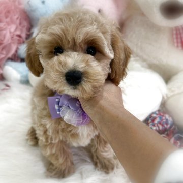 ビションプー(ビションフリーゼ×トイプードル)【香川県・男の子・2025年8月30日・アプリコット】の写真「健診異常無し😊優しいお顔の男の子🩵」