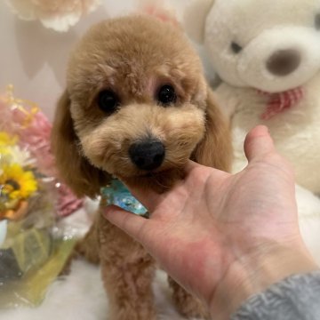 ビションプー(ビションフリーゼ×トイプードル)【香川県・男の子・2024年5月15日・アプリコット】の写真「とっても元気で人懐っこくて可愛い男の子︎💖」