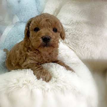 トイプードル(トイ)【香川県・女の子・2025年11月10日・オレンジフォーン(アプリコット)】の写真「とっても可愛い女の子💖」