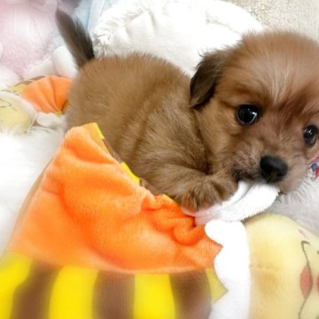 愛知県のポメックス(ポメラニアン×ダックスフンド)の子犬を探す