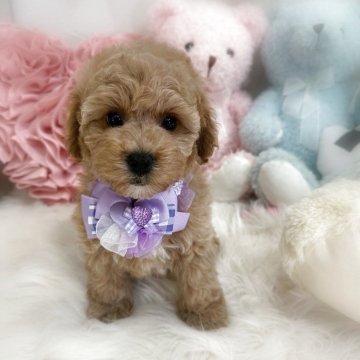 ビションプー(ビションフリーゼ×トイプードル)【香川県・男の子・2025年8月30日・アプリコット】の写真「健診異常無し☺️11/2で販売終了‼️お早めに」