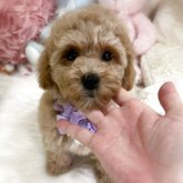 ビションプー(ビションフリーゼ×トイプードル)