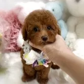 タイニープードル