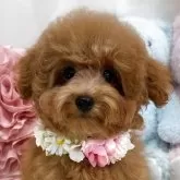 タイニープードル