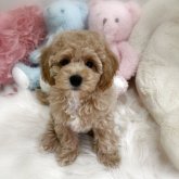 ビションプー(ビションフリーゼ×トイプードル)