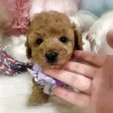 トイプードル(トイ)