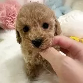 タイニープードル