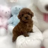 トイプードル(トイ)【香川県・男の子・2025年10月13日・レッドフォーン(レッド)】の写真1「とっても可愛いタイニー～トイ予想の男の子🩵」