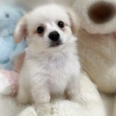 ポメックス(ポメラニアン×ダックスフンド)