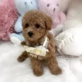 トイプードル(トイ)