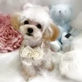 ティーカッププードル