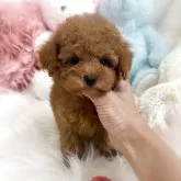 タイニープードル