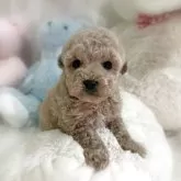 タイニープードル