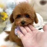 タイニープードル