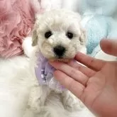 トイプードル(トイ)